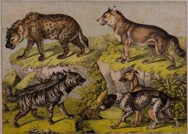 Schreiber Hond Wolf Hyena