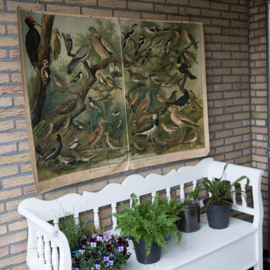 Vogels oa specht Vlaamse gaai