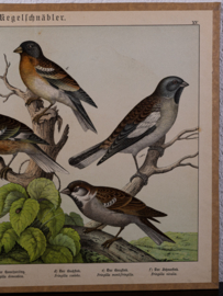 Schreiber Vink en Huismus