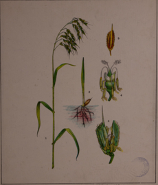 Botanisch  7