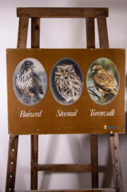 Buizerd Steenuil Torenvalk