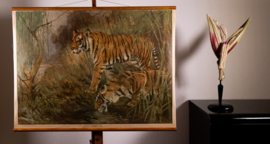 Tijger