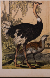 Schreiber Pauw, Goudfazant, Struisvogel en Kasuaris