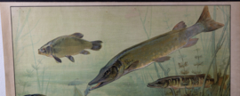 Snoek en karper