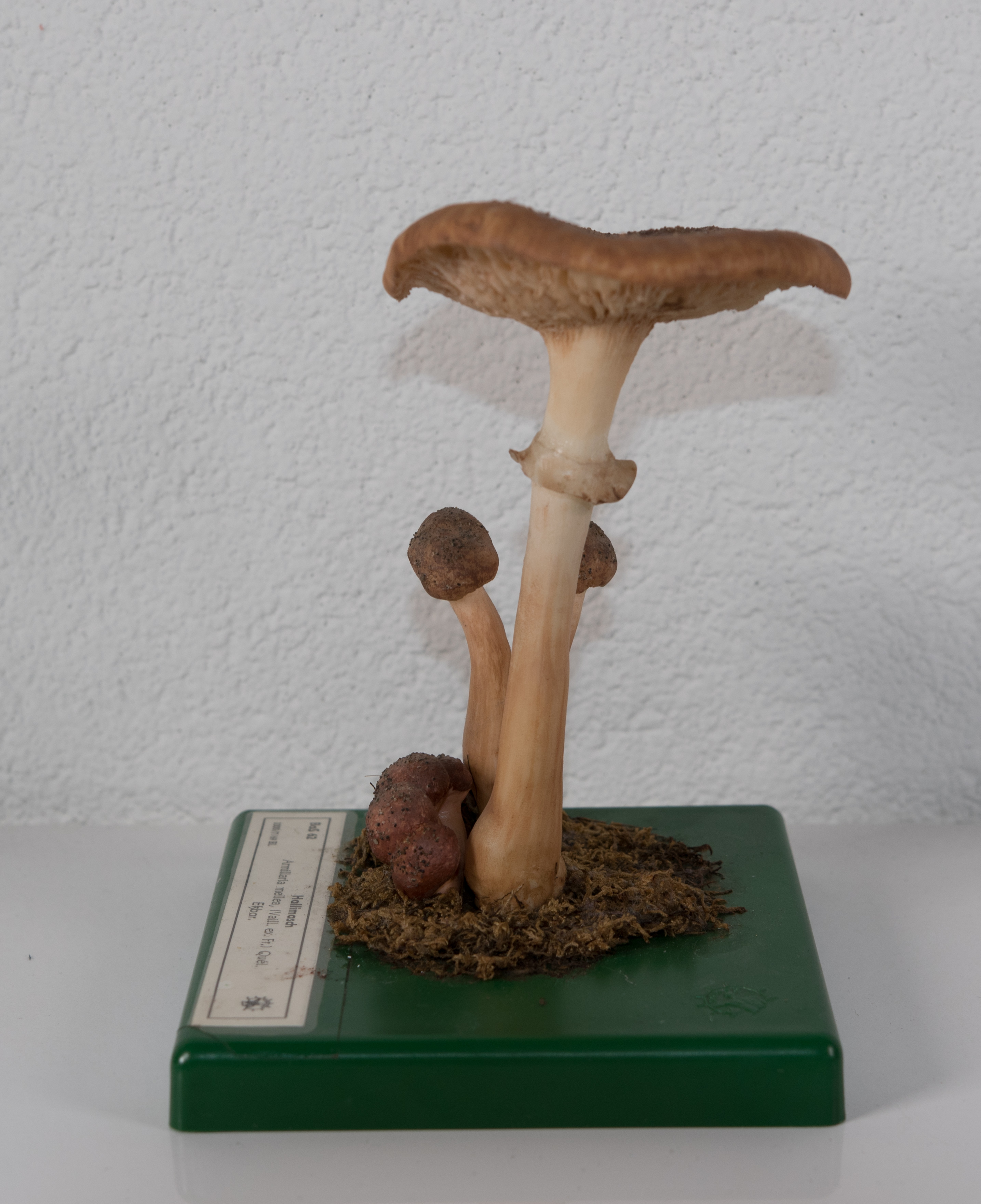 Armillaria Mellea