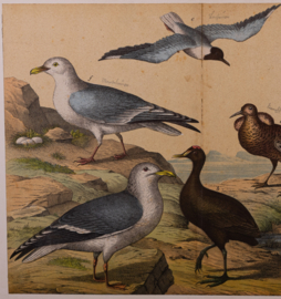 Schreiber Kokmeeuw, Kemphaan, Pelikaan en Zwaan