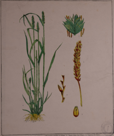 Botanisch  5
