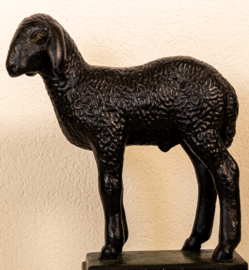 Schaap Lam Karakul .