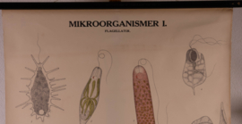 Zweepdiertjes