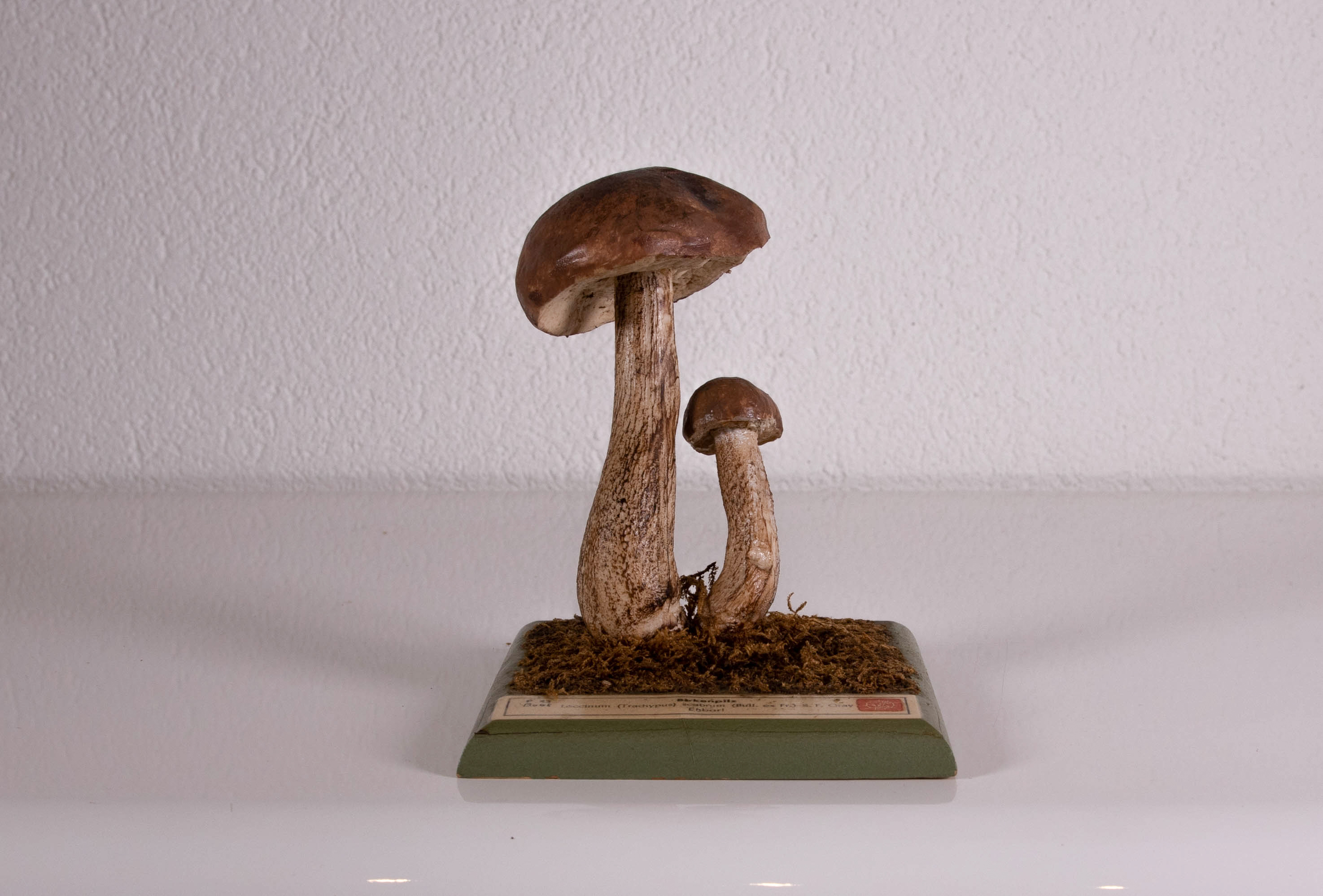 Leccinum Trachypus Scabrum
