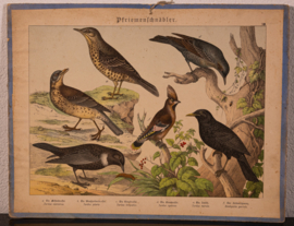 Schreiber Merel – Pestvogel
