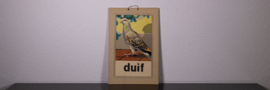 16 Duif