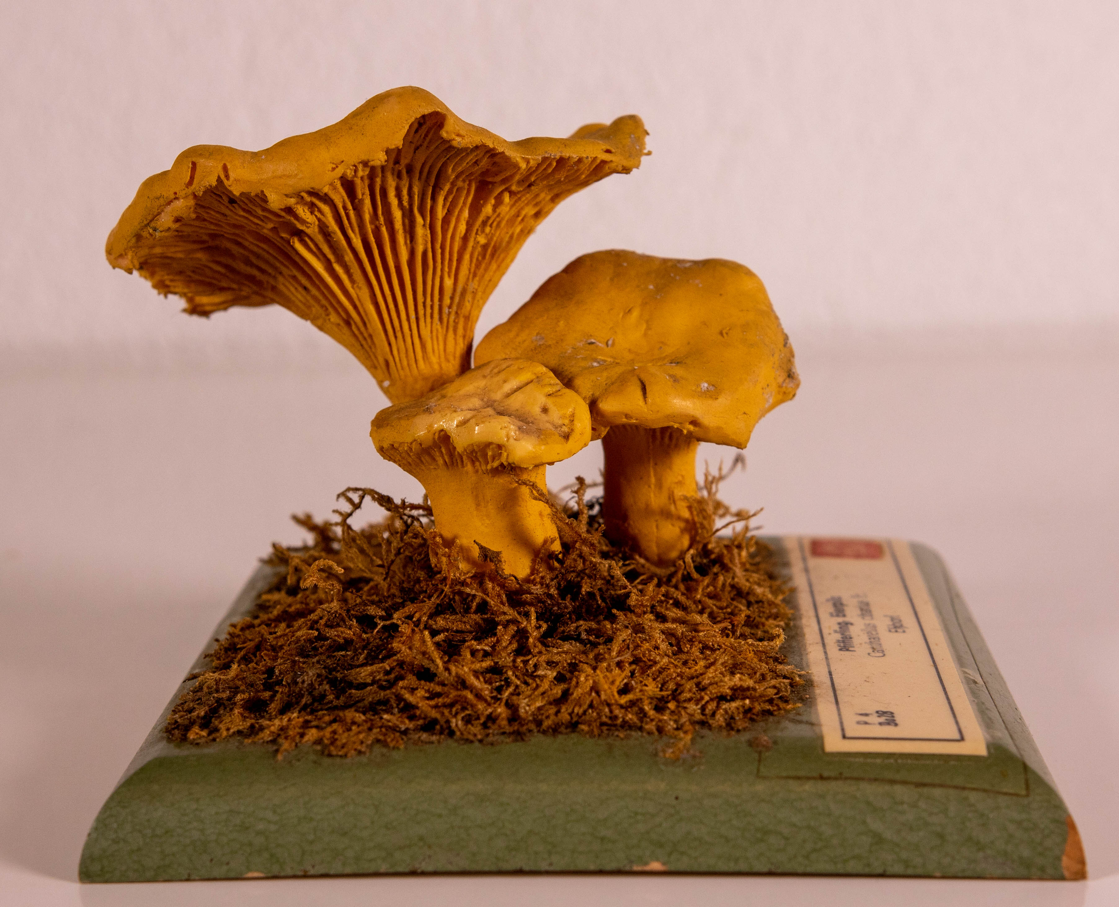 Cantharellus Cibarius