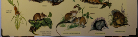 Muis Egel