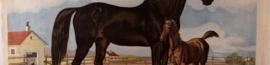 Paard en veulen