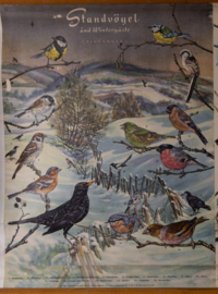 Zangvogels stand en trekvogels