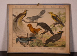 Schreiber Wielewaal Paradijsvogel