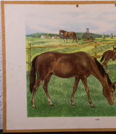 Paarden
