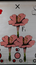 Erfelijkheidsleer bij planten Mirabilis