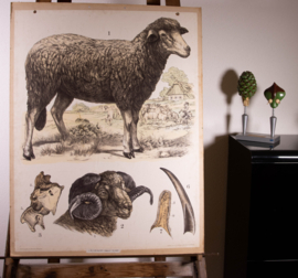Schaap