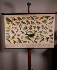 Zangvogels