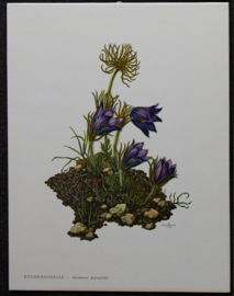 4 Schoolplaatjes    Botanisch  4