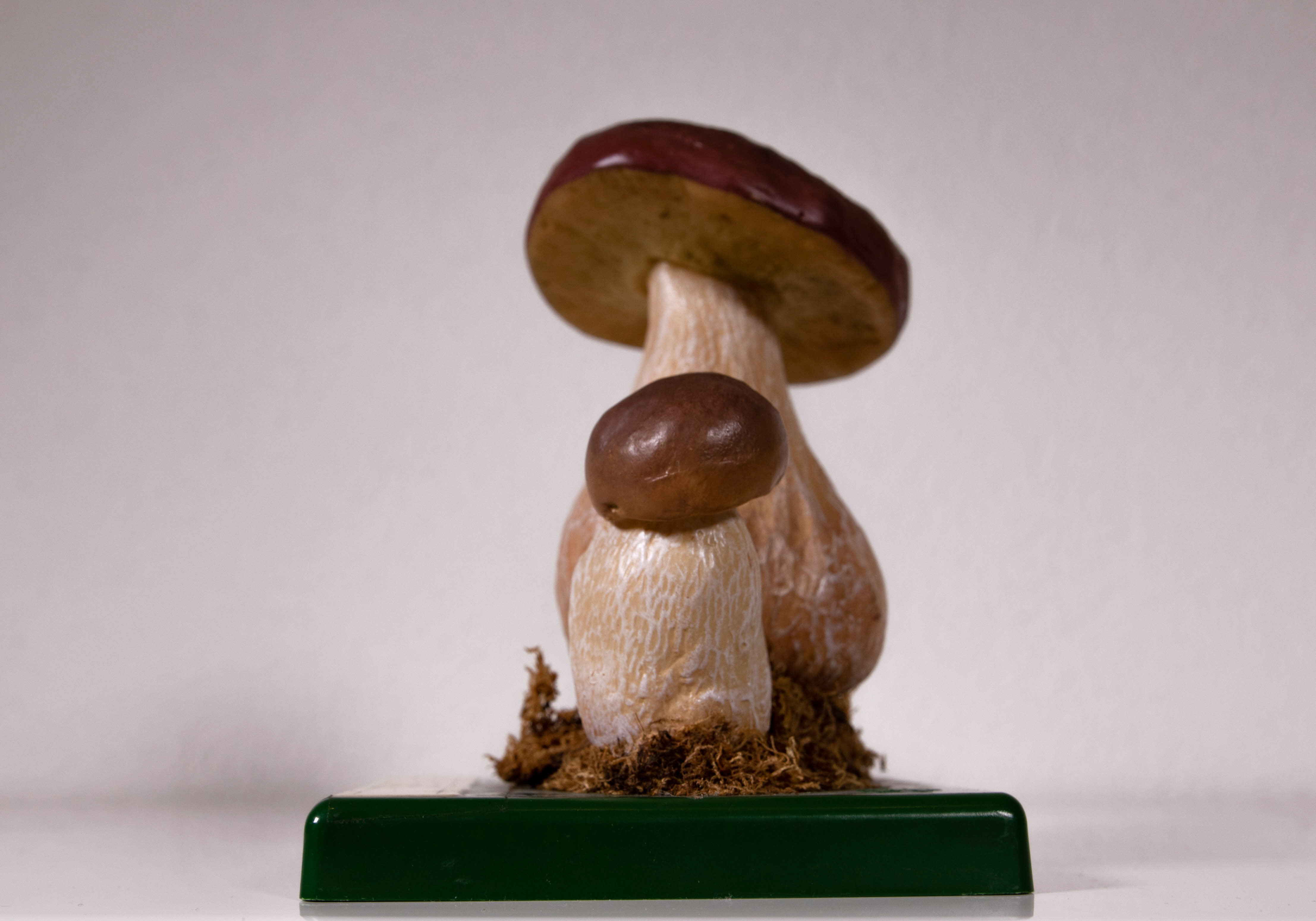 Boletus Edulis Bull