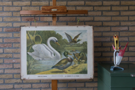 Eend en zwaan