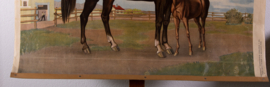 Paard en veulen
