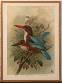 Smyrna IJsvogel