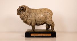 Schaap de Stavropol Merino Ram