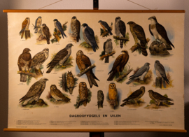 Dagroofvogels en uilen
