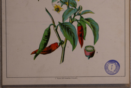 Botanisch  4