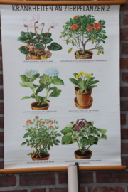 Ziekten aan sierplanten