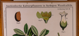 Schwarzholz oder Ebenholzbaum