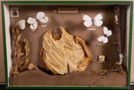 Vintage oude school  vitrine kastje  Groot Koolwitje