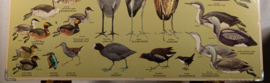 Watervogels