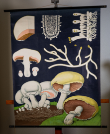 Champignon Litho