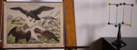 Schreiber Condor, Gier