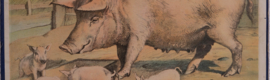 Varkens