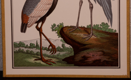Vogelplaatje 7 Litho