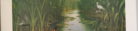 Het Naardermeer