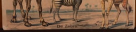 Dromedaris   Zebra Giraffe