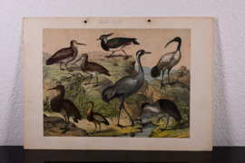 Schreiber Ooievaar, Flaming, Kraanvogel en Ibis