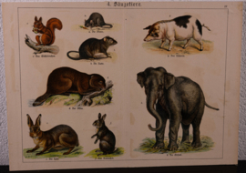 Schreiber Olifant Eekhoorn