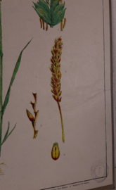 Botanisch  5