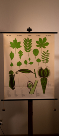 Het blad