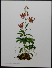 4 Schoolplaatjes    Botanisch  6