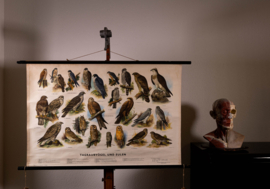 Dagroofvogels en uilen