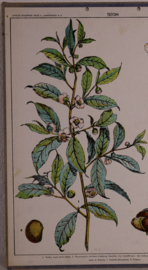 Botanisch  6